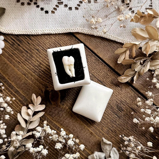 Real Human Tooth in Tiny Vintage Porcelain Trinket Box – No. 03