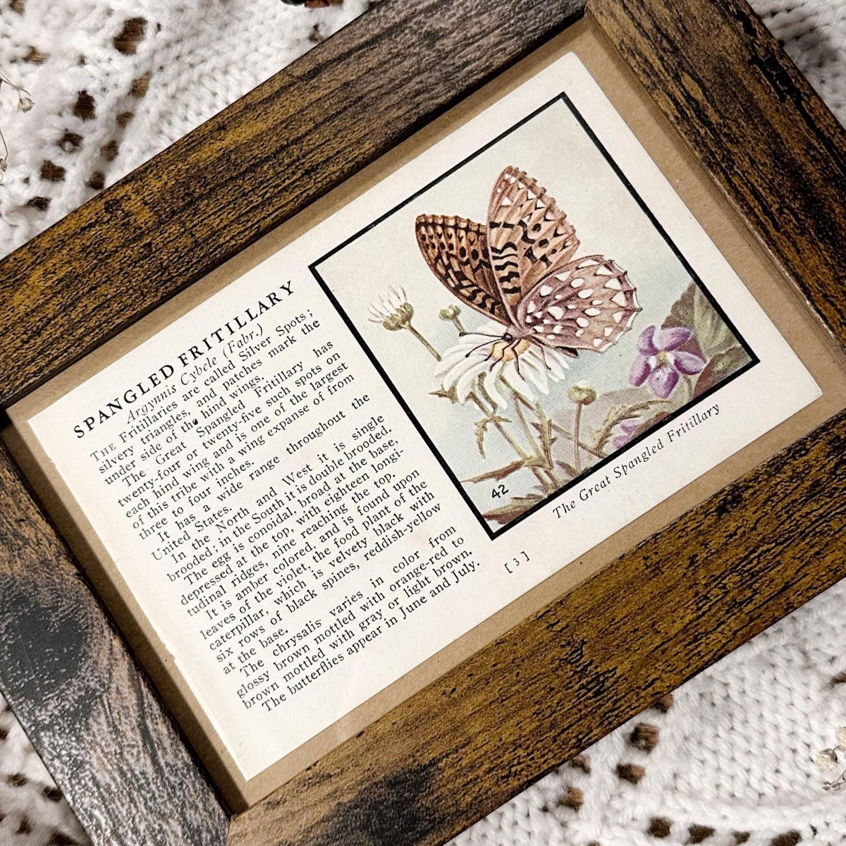 1934 The Spangled Fritillary – 4x6 Framed Vintage 1930's Butterfly Book Page