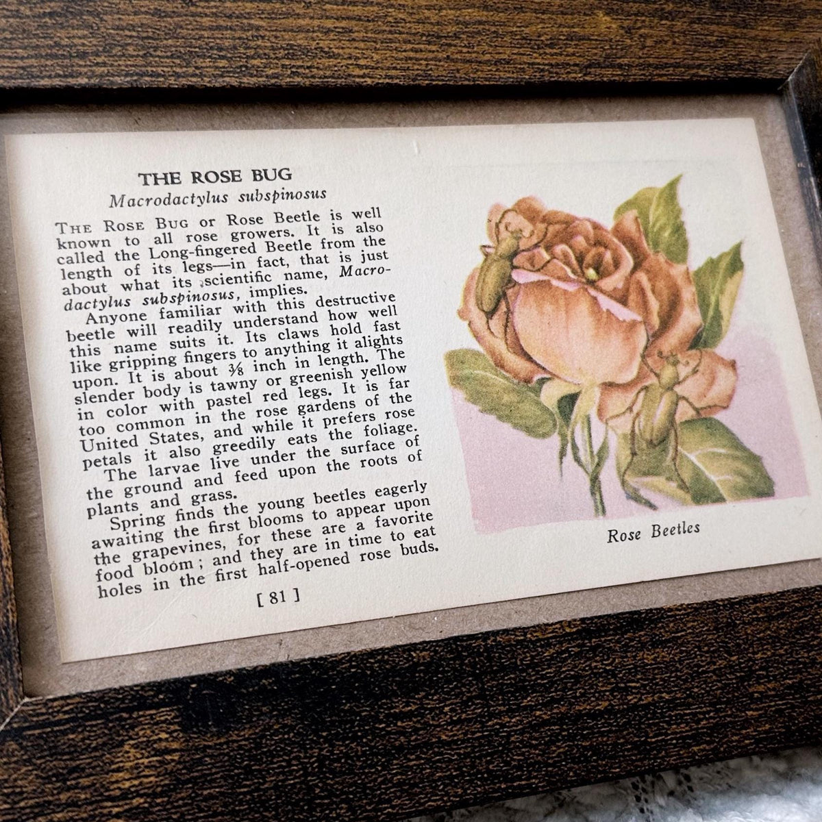 1937 The Rose Bug – 4x6 Framed Vintage 1930's Insect Book Page