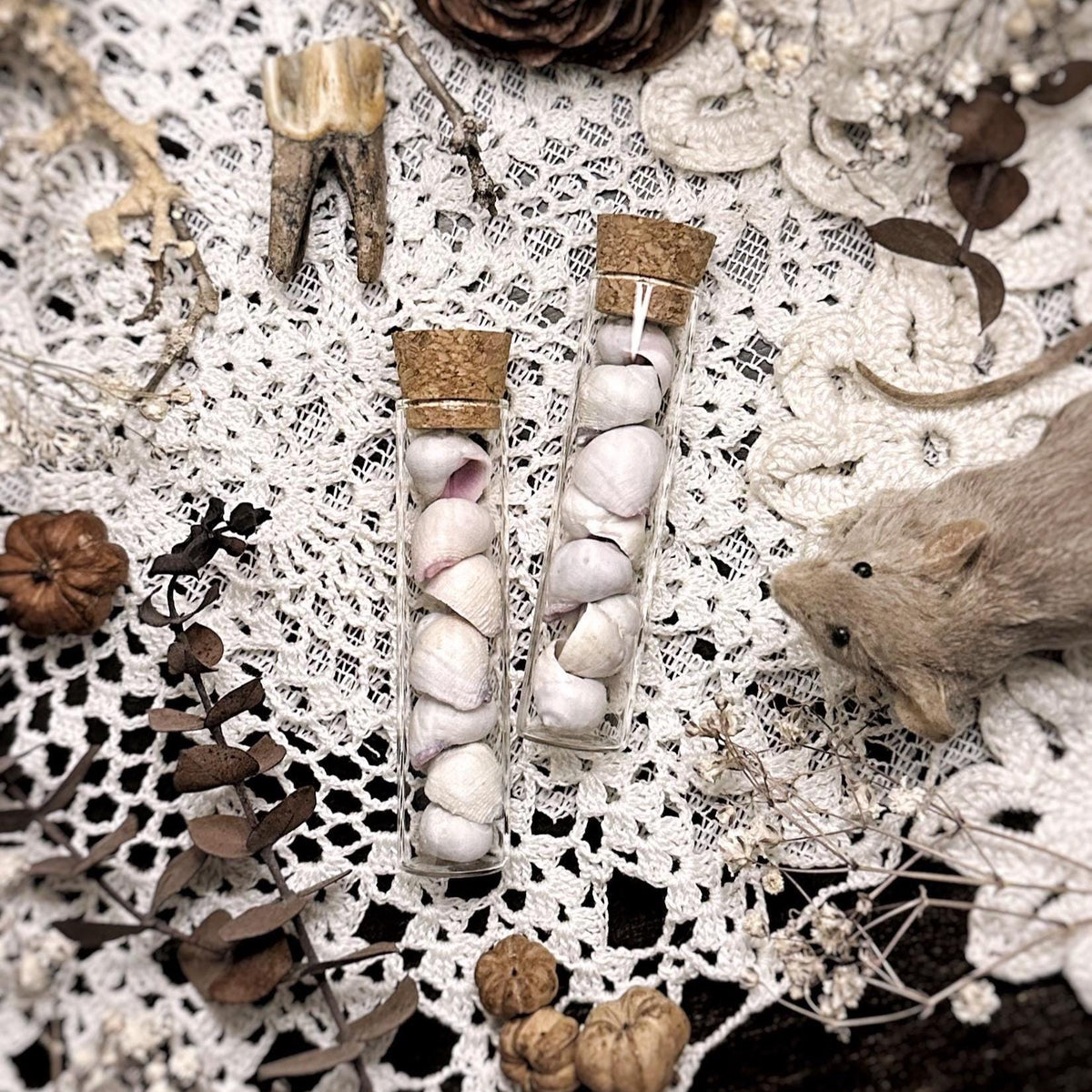 Petite Cebu Beauty Seashells in Glass Vial – No. 02