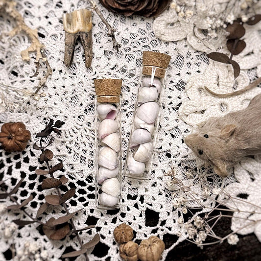 Petite Cebu Beauty Seashells in Glass Vial – No. 02