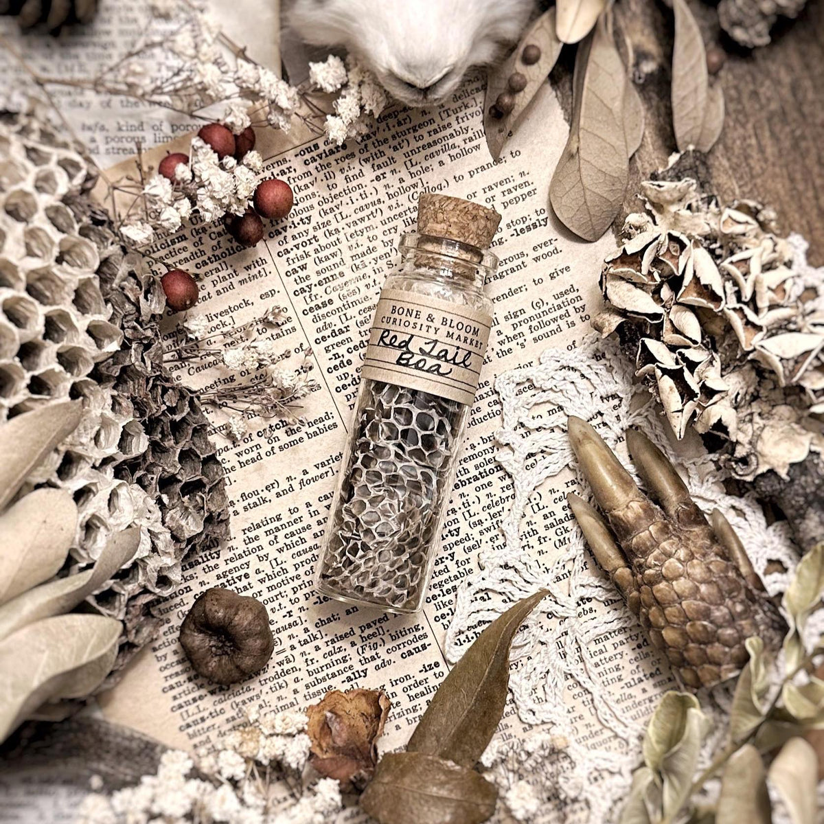 Real Red Tail Boa Snake Skin in Glass Vial