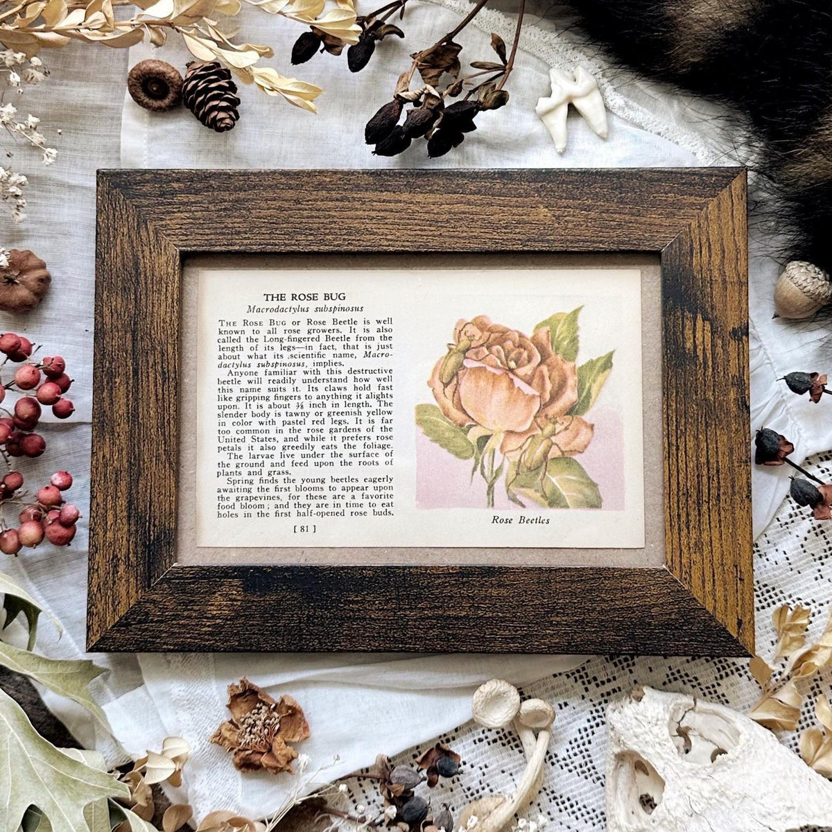 1937 The Rose Bug – 4x6 Framed Vintage 1930's Insect Book Page