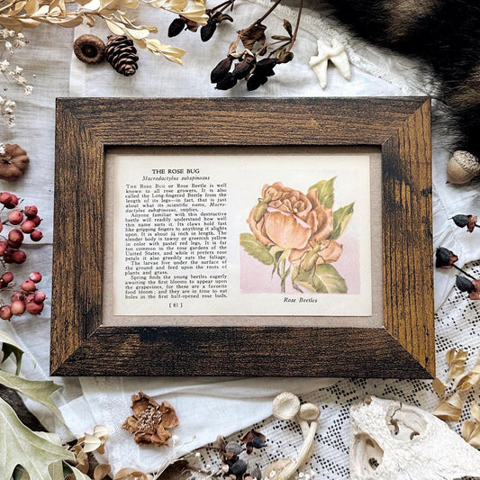 1937 The Rose Bug – 4x6 Framed Vintage 1930's Insect Book Page