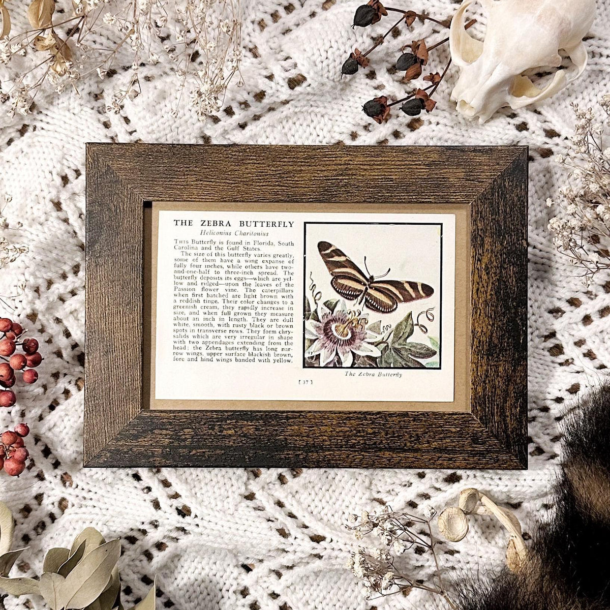 1934 The Zebra Butterfly – 4x6 Framed Vintage 1930's Butterfly Book Page