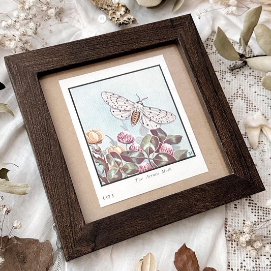 1934 The Acraea Moth – 4x4 Framed Vintage 1930's Print
