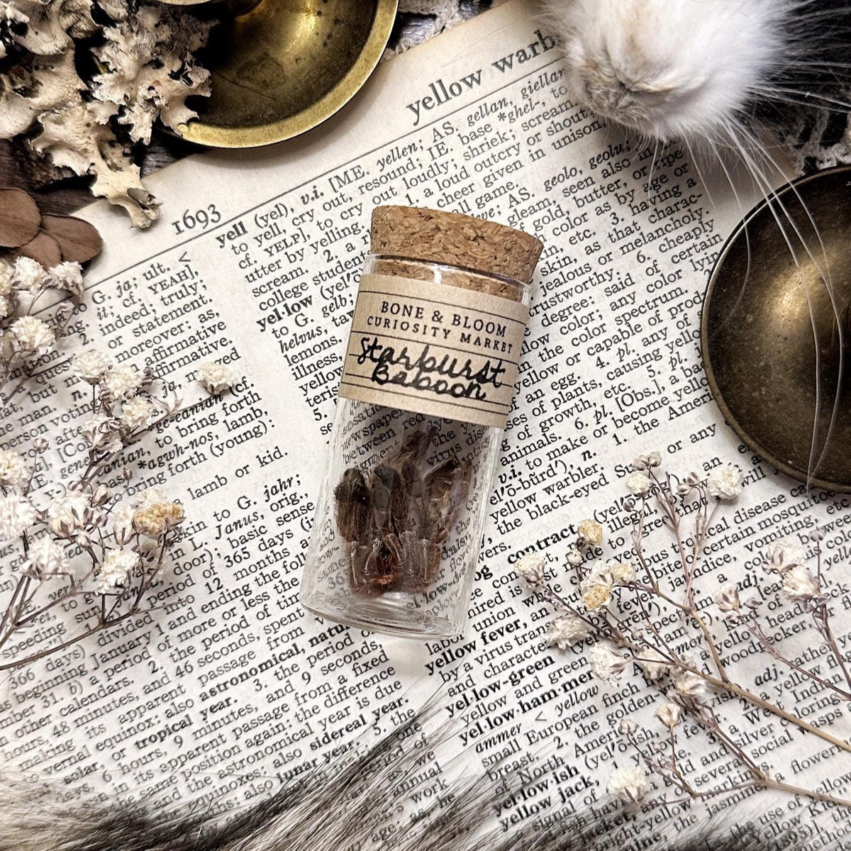 Petite Starburst Baboon Tarantula Molt in Glass Vial – No. 01