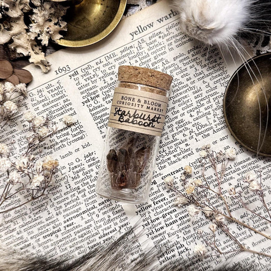Petite Starburst Baboon Tarantula Molt in Glass Vial – No. 01