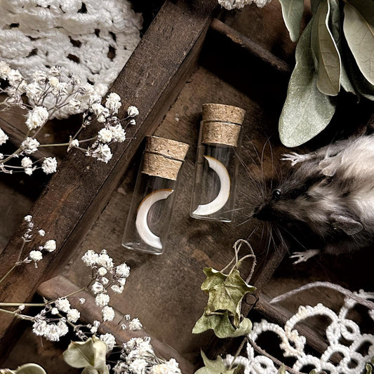 One Real Squirrel Tooth in Glass Vial – No. 02