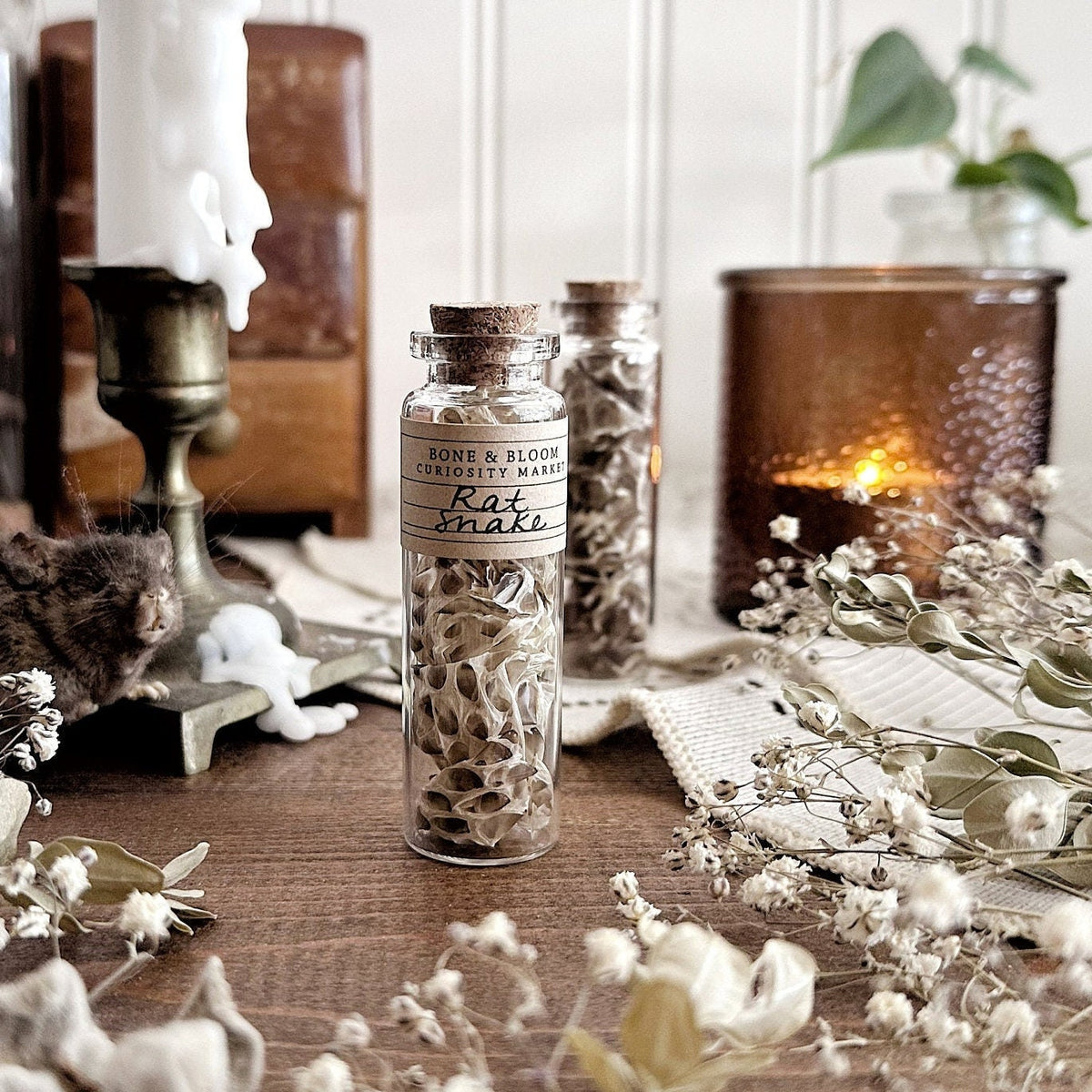 Real Rat Snake Skin in Glass Vial