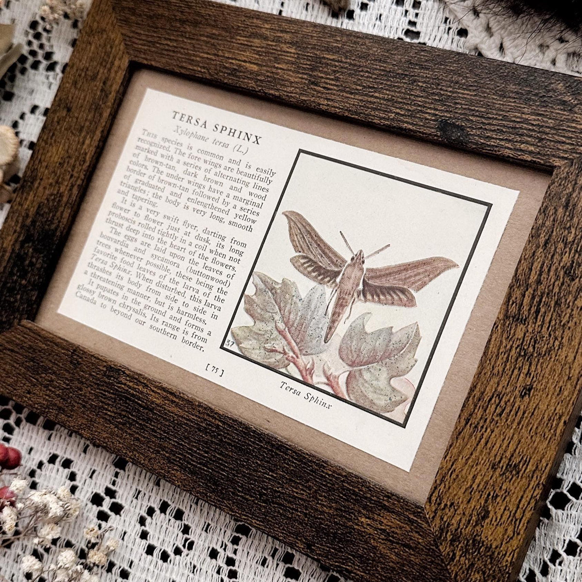 1934 Tersa Sphinx Moth – 4x6 Framed Vintage 1930's Book Page