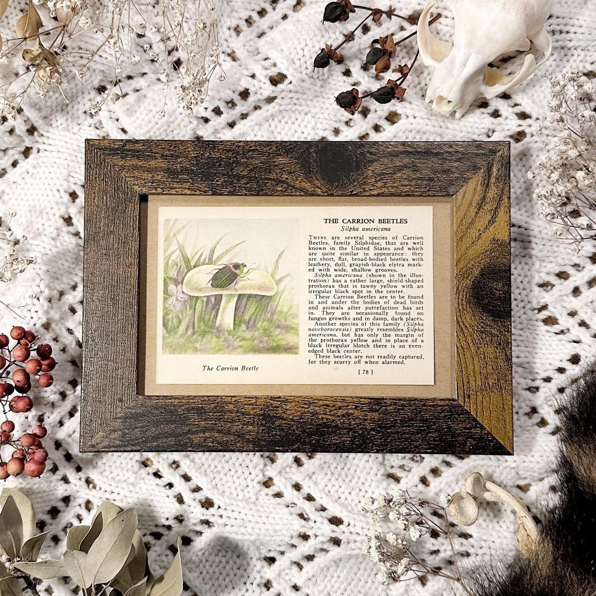 1937 The Carrion Beetles – 4x6 Framed Vintage 1930's Insect Book Page