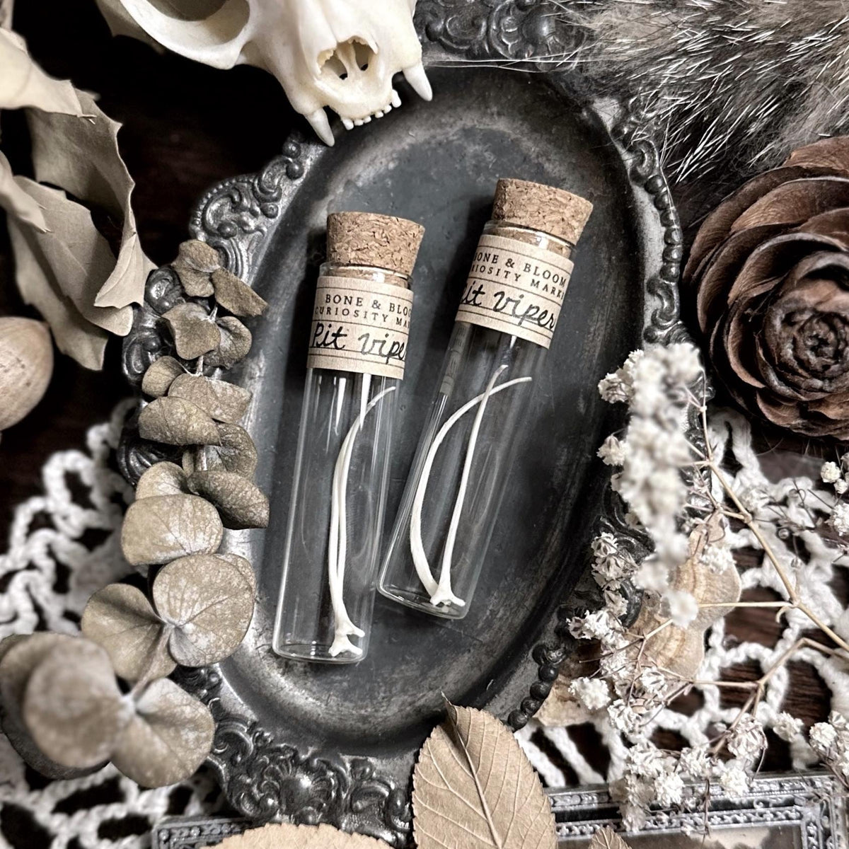 Real Pit Viper Rib Bones in Glass Vial