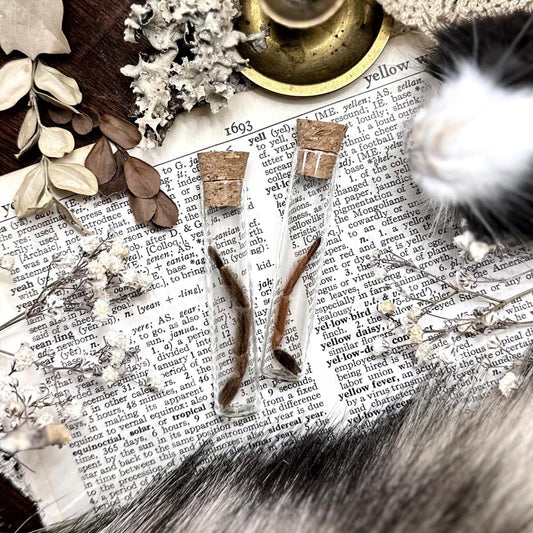 Petite Mystery Tarantula Leg in Glass Vial