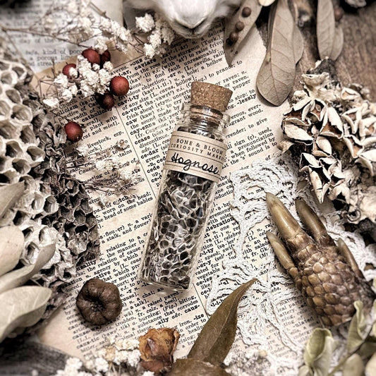 Real Hognose Snake Skin in Glass Vial