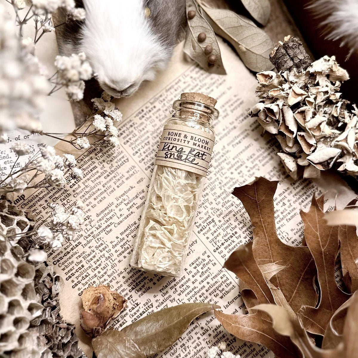 Real King Rat Snake Skin in Glass Vial