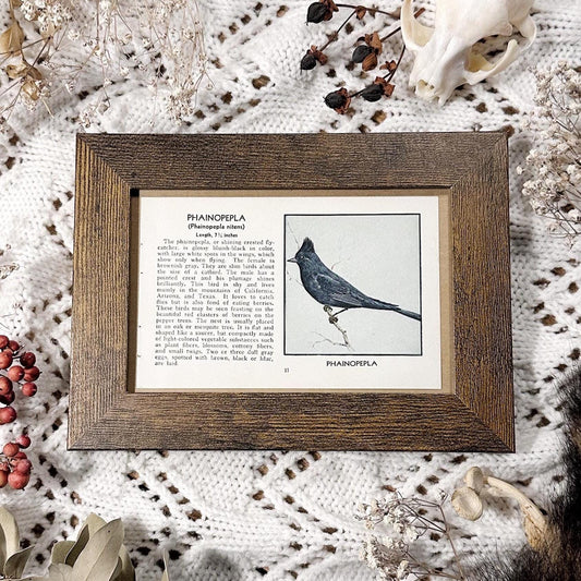 1931 The Shining Crested Flycatcher – 4x6 Framed Vintage 1930's Bird Book Page