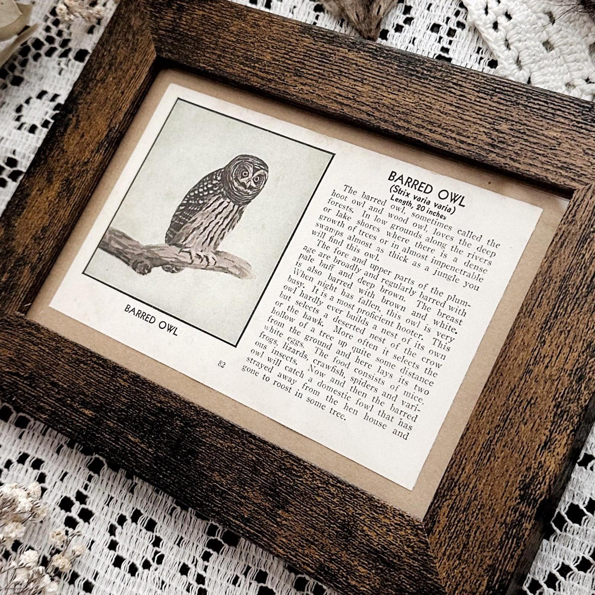1931 The Barred Owl – 4x6 Framed Vintage 1930's Bird Book Page
