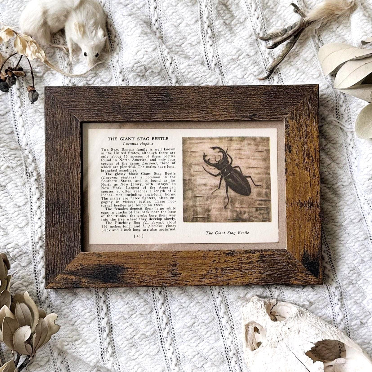 1937 The Giant Stag Beetle – 4x6 Framed Vintage 1930's Insect Book Page