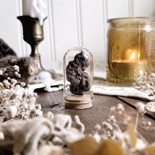 Real Petite Coprolite Fossil in Glass Dome – No. 05