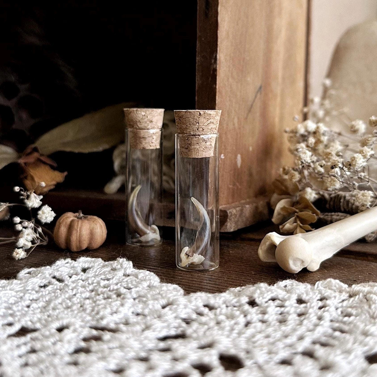 Real Fox Claw in Glass Vial