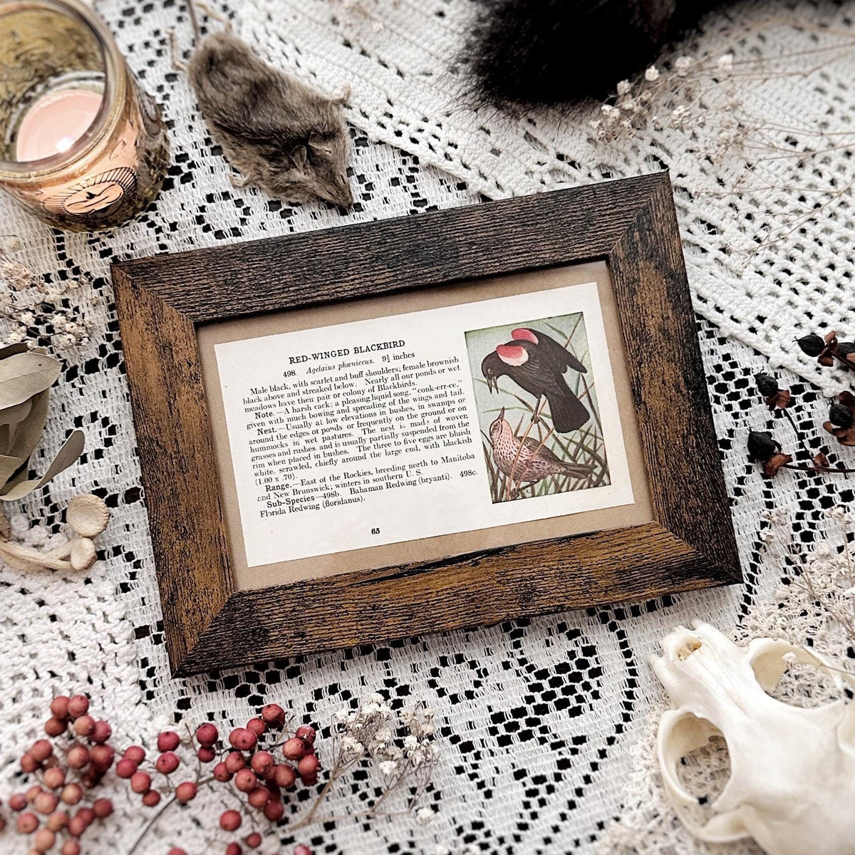 1923 The Red-Winged Blackbird – 4x6 Framed Vintage 1920's Bird Book Page