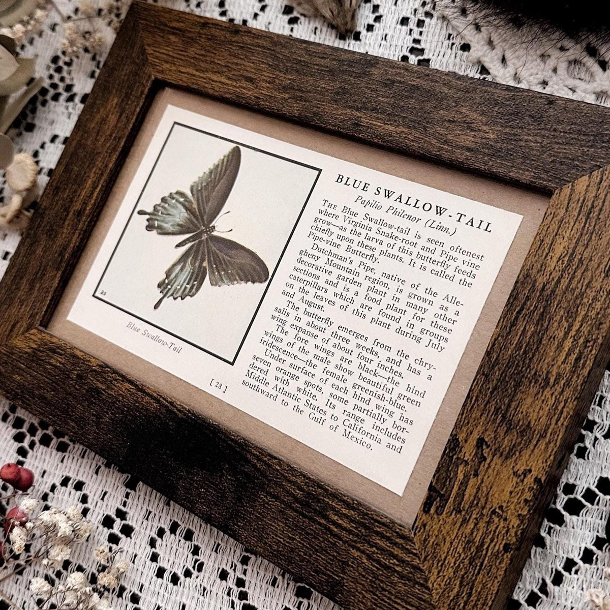 1934 Blue Swallow-Tail Butterfly – 4x6 Framed Vintage 1930's Book Page