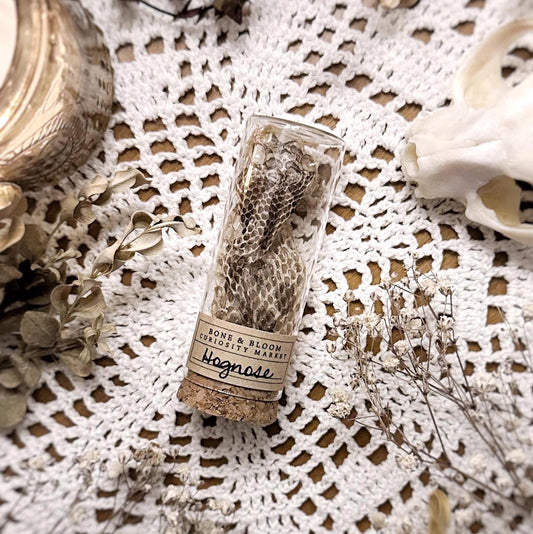 Real Hognose Snake Mask in Glass Vial – No. 01