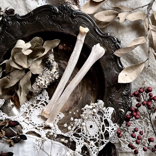 One Real Rustic Coyote Radius Bone – No. 02