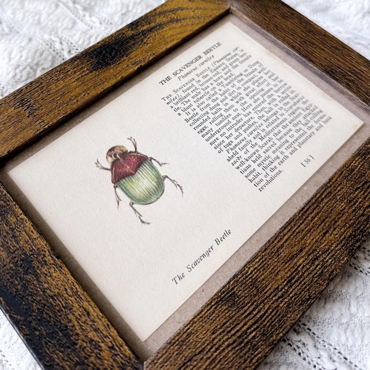 1937 The Scavenger Beetle – 4x6 Framed Vintage 1930's Insect Book Page