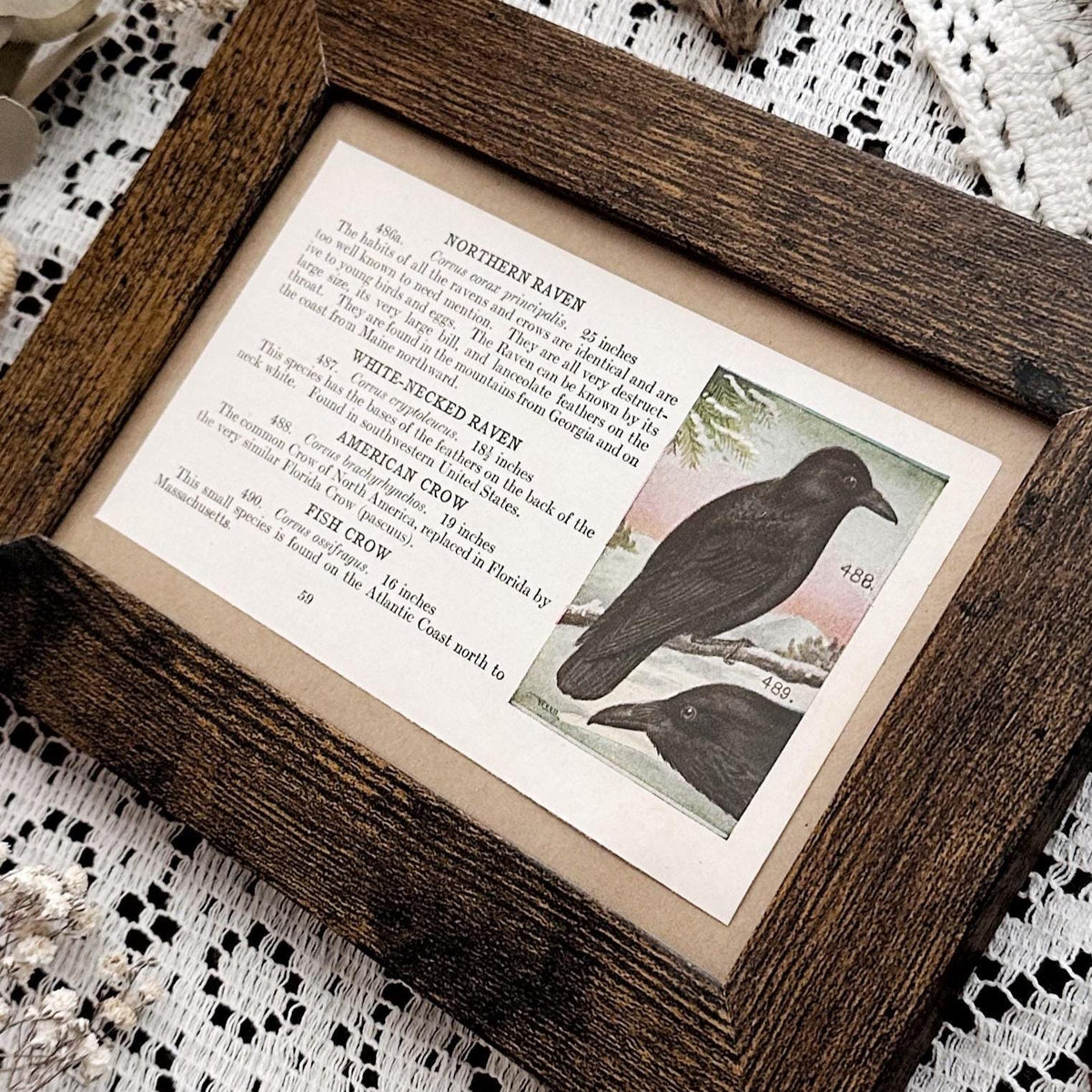 1923 Ravens & Crows – 4x6 Framed Vintage 1920's Bird Book Page