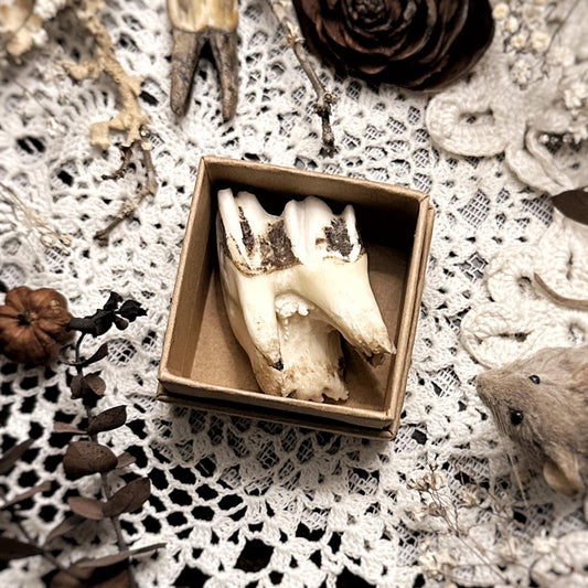 Real Rustic Cow Tooth in Kraft Box – No. 01