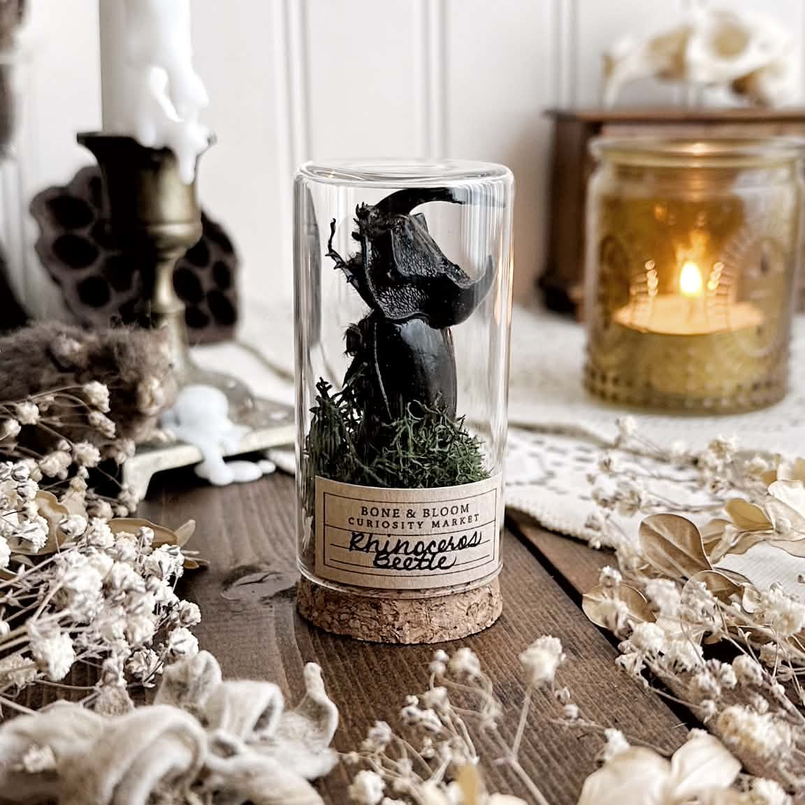 One Real Rhino Beetle in Glass Vial