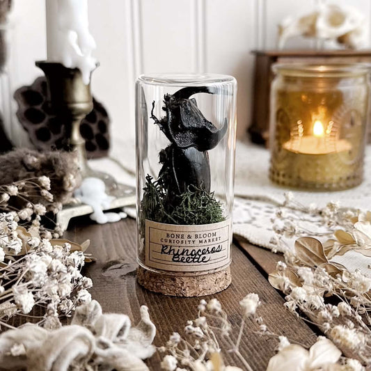 One Real Rhino Beetle in Glass Vial