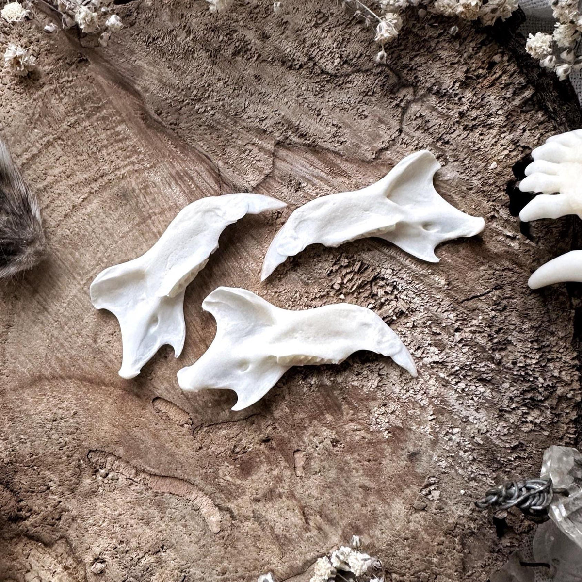 One Real Squirrel Jawbone