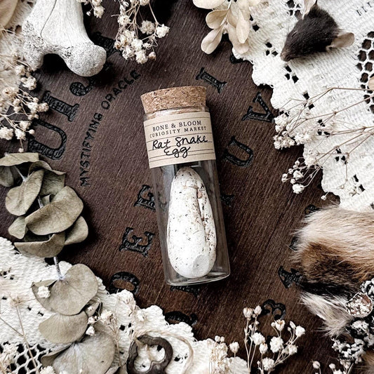 Real Dried Rat Snake Egg in Glass Vial – No. 02