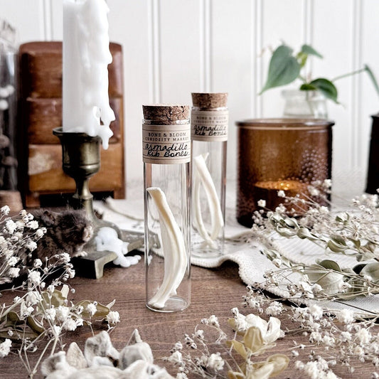 Real Armadillo Rib Bones in Glass Vial – No. 01
