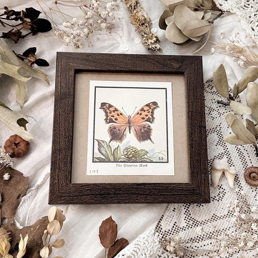 1934 The Question Mark Butterfly – 4x4 Framed Vintage 1930's Print