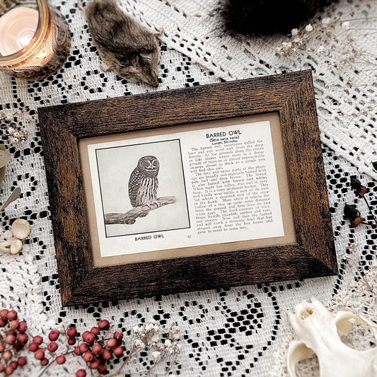 1931 The Barred Owl – 4x6 Framed Vintage 1930's Bird Book Page