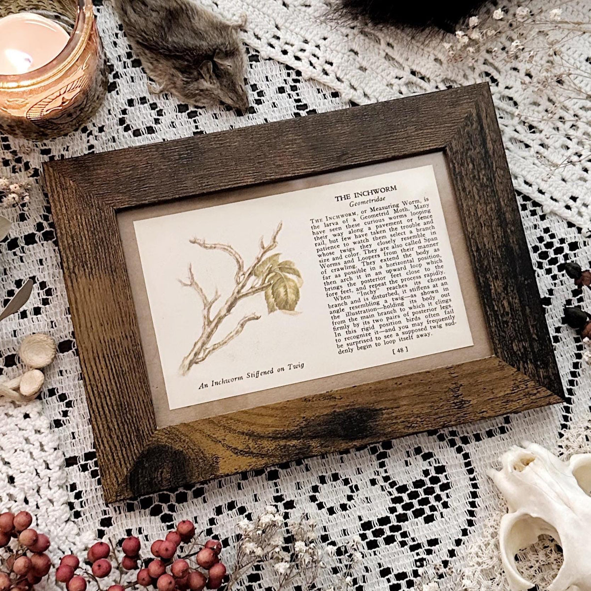 1937 The Inchworm – 4x6 Framed Vintage 1930's Book Page