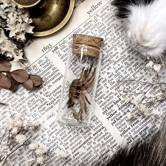 Petite Tarantula Molt in Glass Vial – No. 22