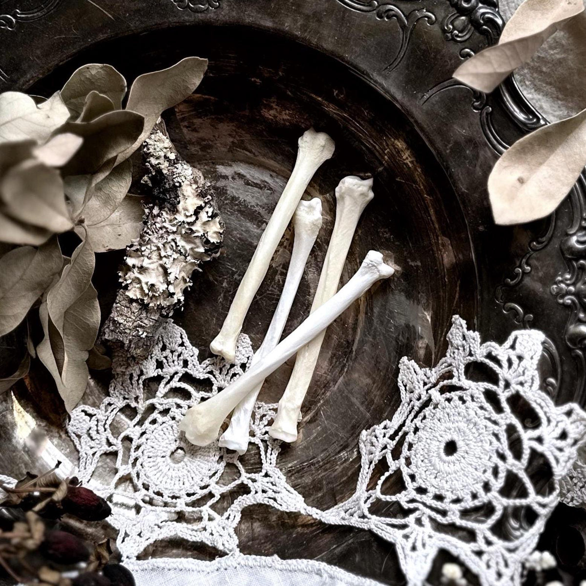 One Real Fox Radius Bone
