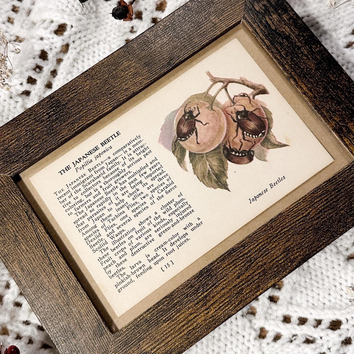 1937 The Japanese Beetle – 4x6 Framed Vintage 1930's Insect Book Page