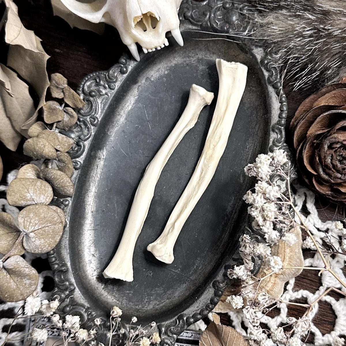 One Real Beaver Radius Bone