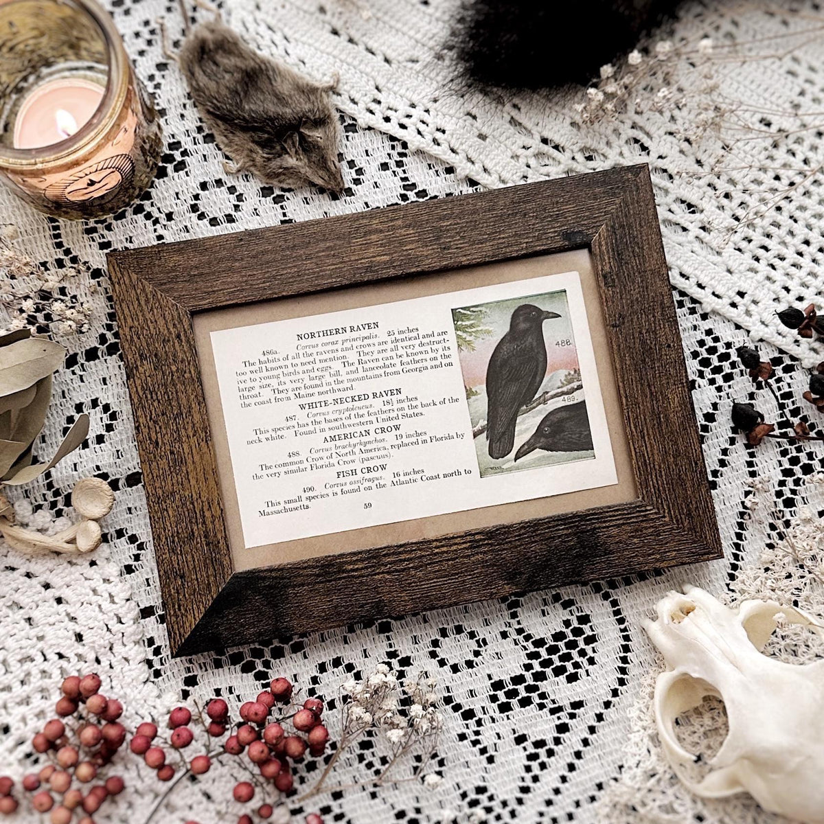 1923 Ravens & Crows – 4x6 Framed Vintage 1920's Bird Book Page