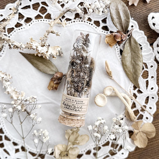 Real Baby Chick Skeleton in Glass Vial – No. 01