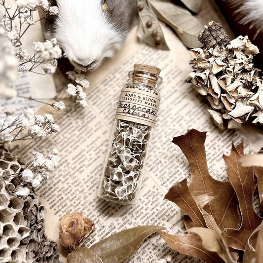 Real Moroccan Cobra Snake Skin in Glass Vial