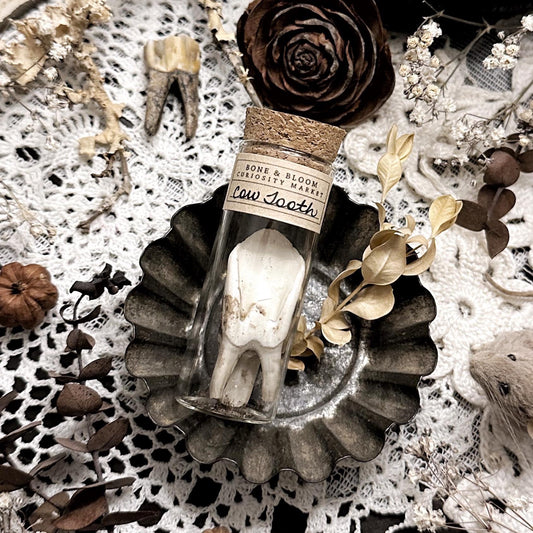 Real Rustic Cow Tooth in Glass Vial – No. 01