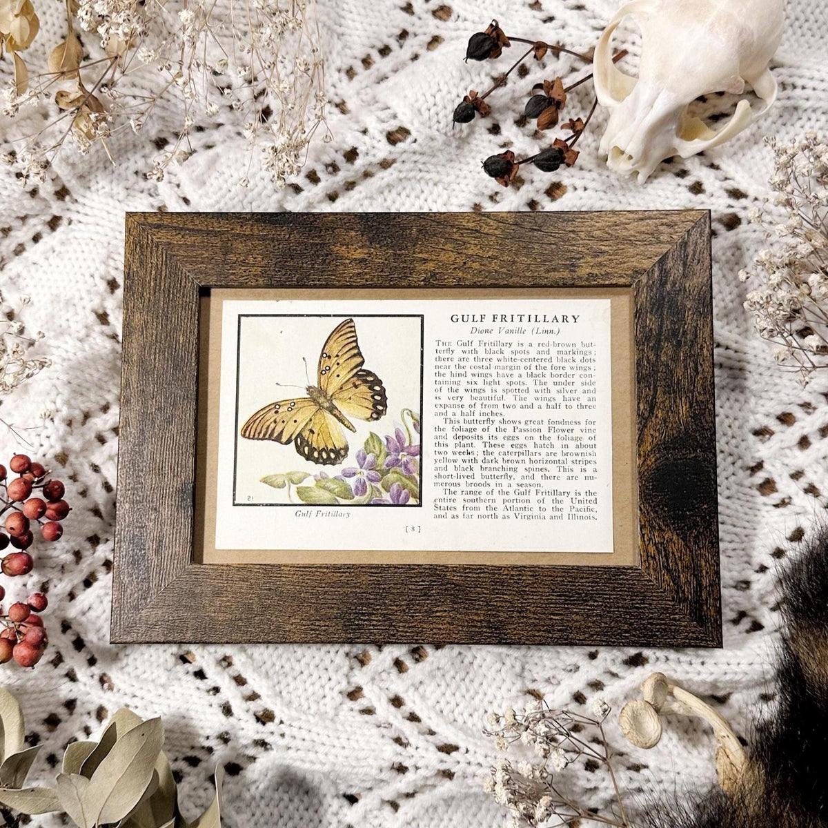 1934 The Gulf Fritillary – 4x6 Framed Vintage 1930's Butterfly Book Page