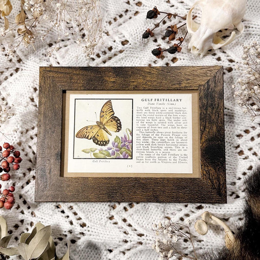 1934 The Gulf Fritillary – 4x6 Framed Vintage 1930's Butterfly Book Page